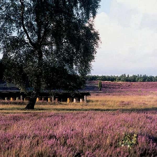 Röders‘ Park – Premium Camping in der Lüneburger Heide, Bild 6 von 6