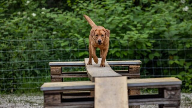 agility_allweglehen