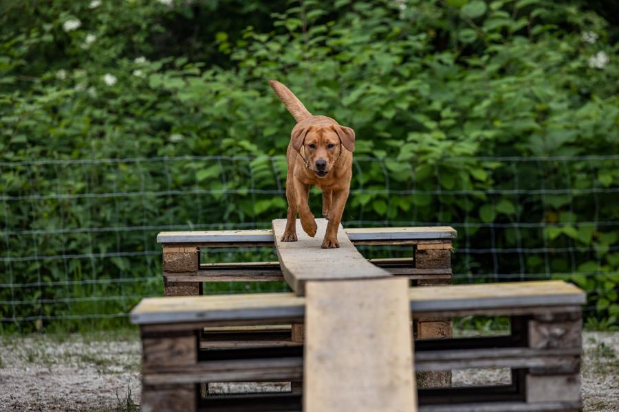 agility_allweglehen