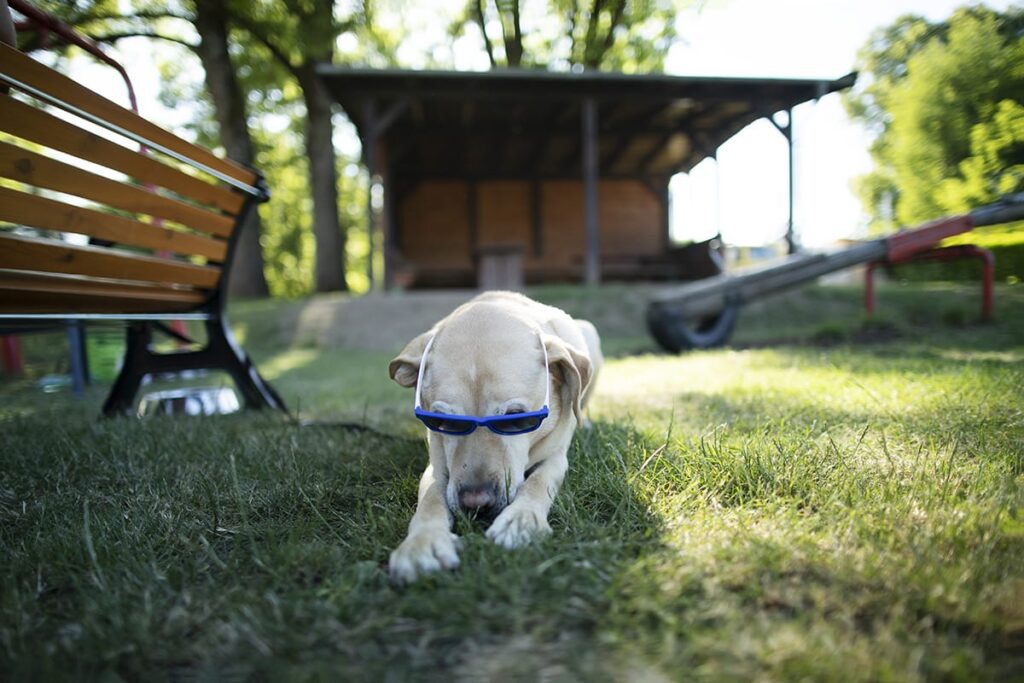 hunde-willkommen