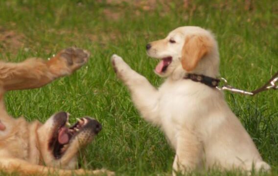 hundespielplatz