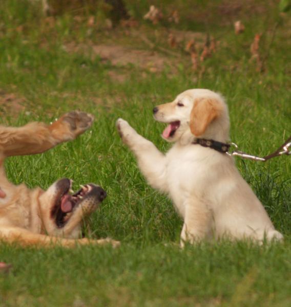 hundespielplatz